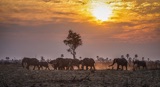 Seba - Elephant family at sunset